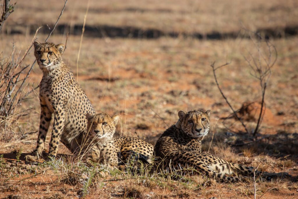 Safari Plains 3 cheetah Safari Plains 3 cheetah