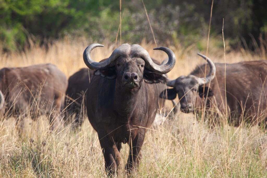 Safari Plains buffalo herd Safari Plains buffalo herd