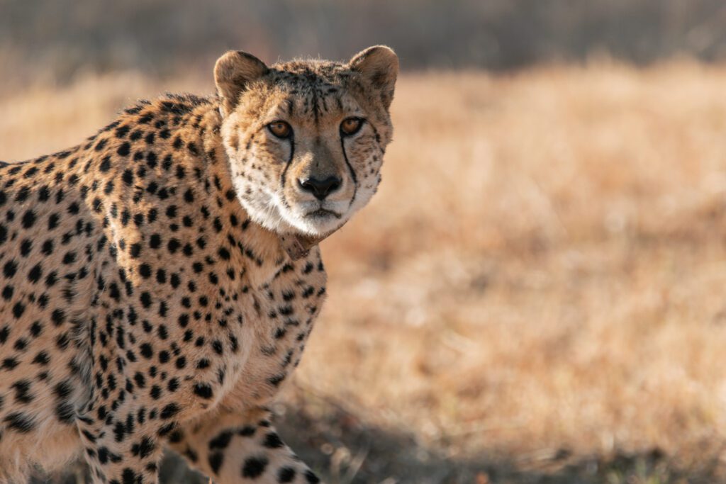 Safari Plains cheetah face Safari Plains cheetah face
