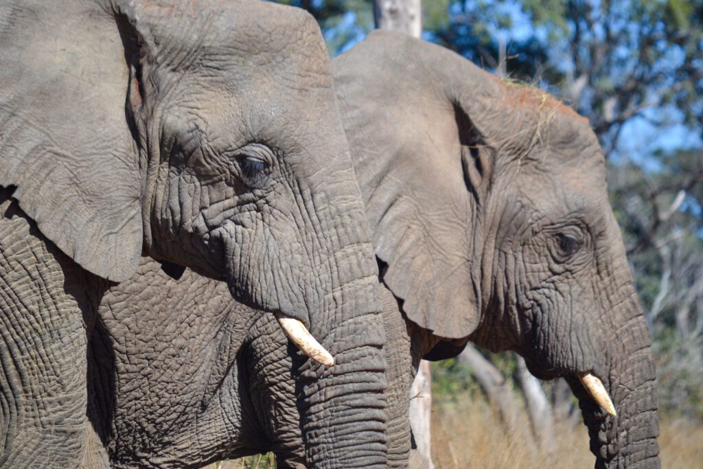 Safari Plains elephants Safari Plains elephants