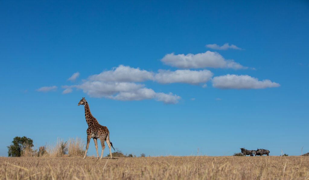 Safari Plains giraffe landscape Safari Plains giraffe landscape