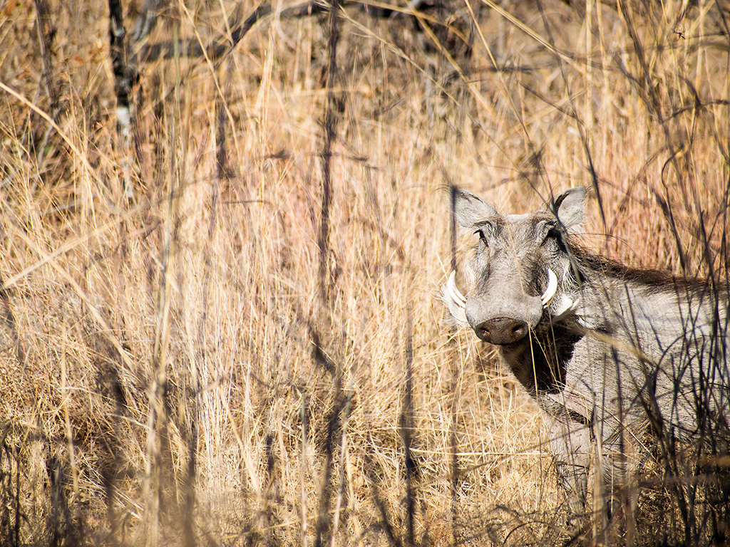 safari plains warthog 1 safari plains warthog 1