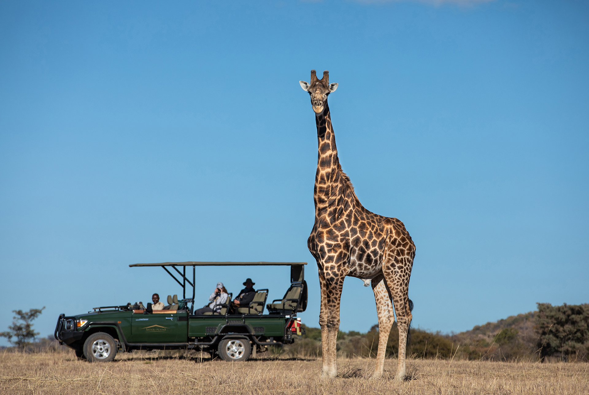 safari plains wildlife 3