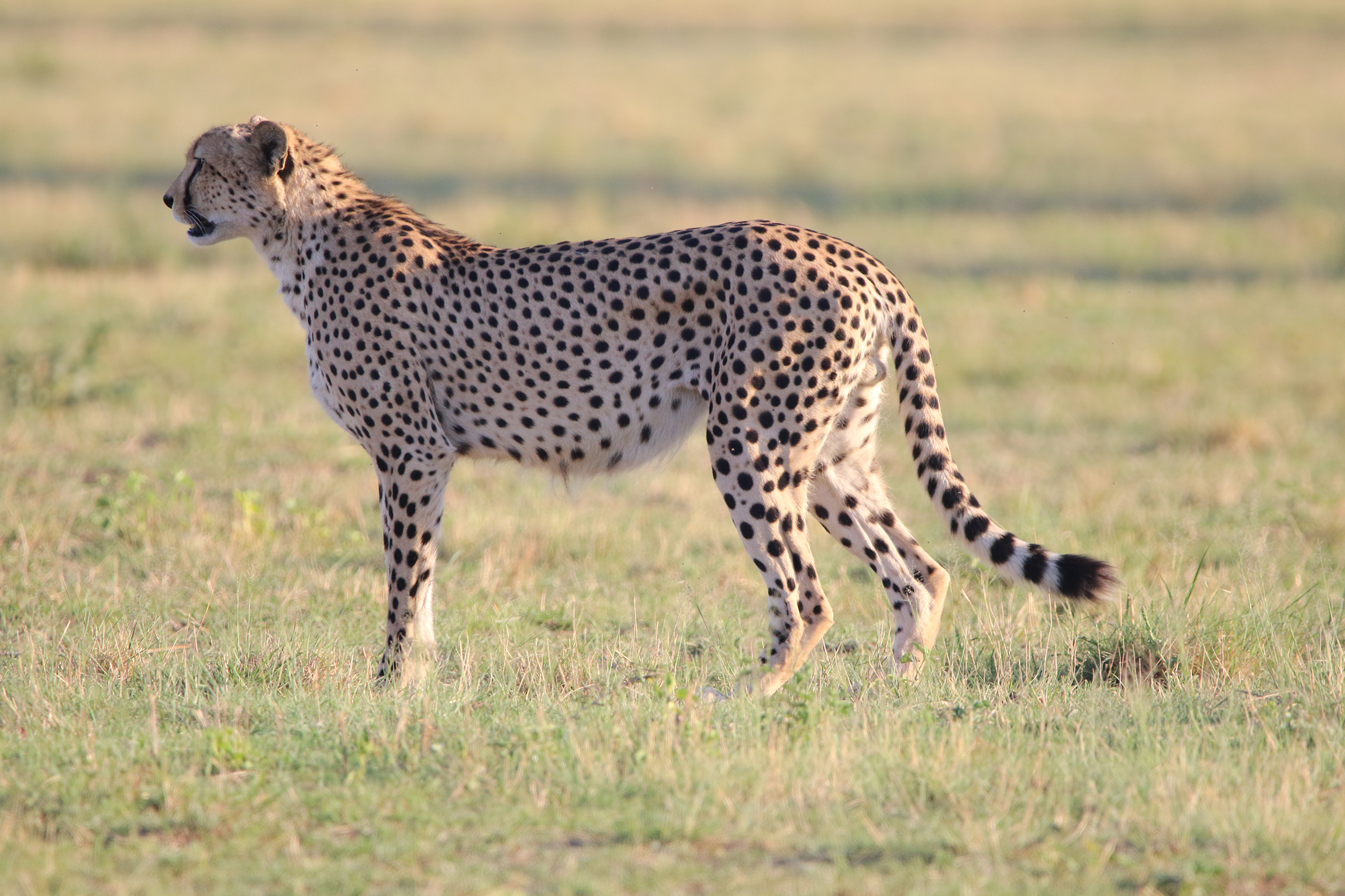 Safari Plains Guide News December