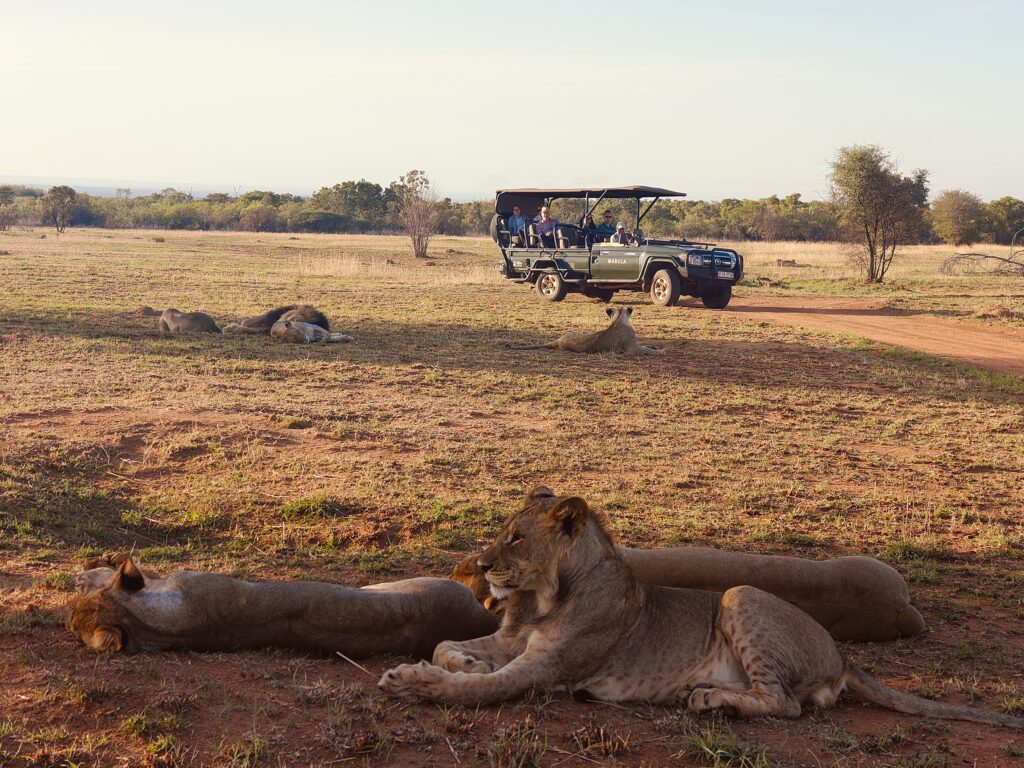 Safari Plains Guide News December Safari Plains Guide News December