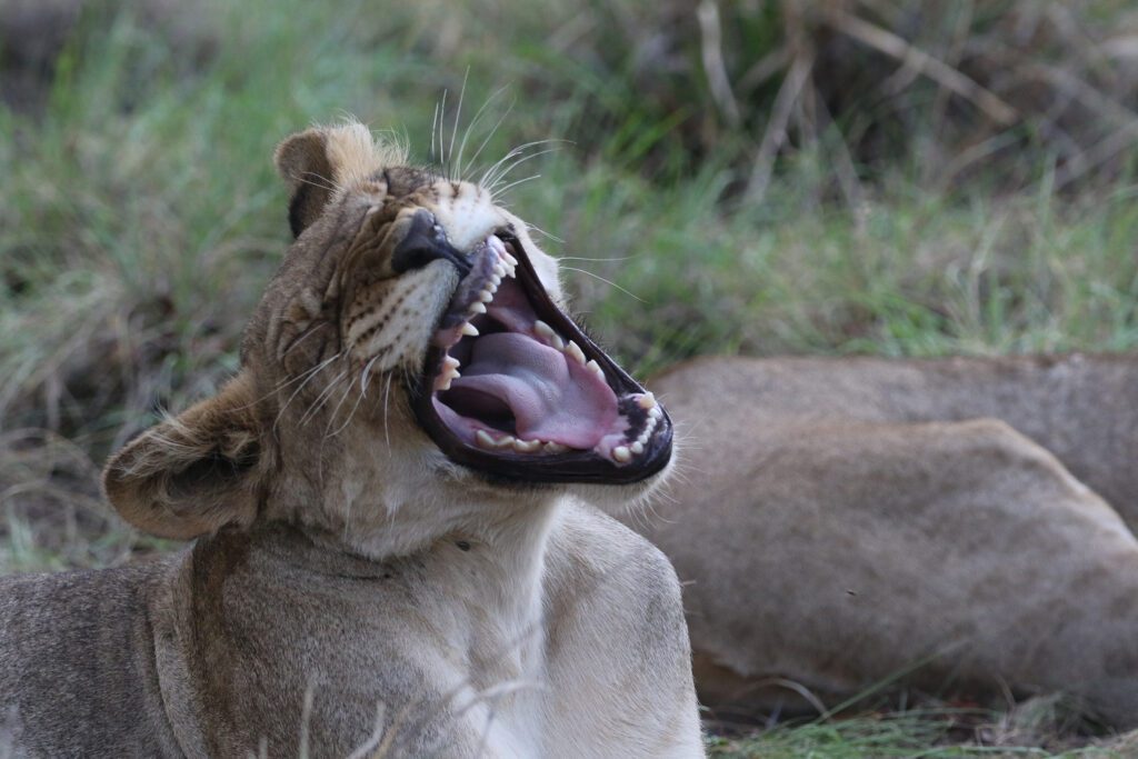 Safari Plains Guide News December Safari Plains Guide News December