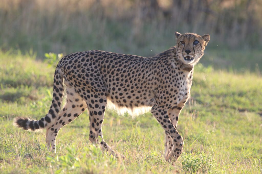 Safari Plains Guide News December Safari Plains Guide News December