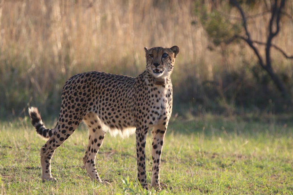 Safari Plains Guide News December Safari Plains Guide News December