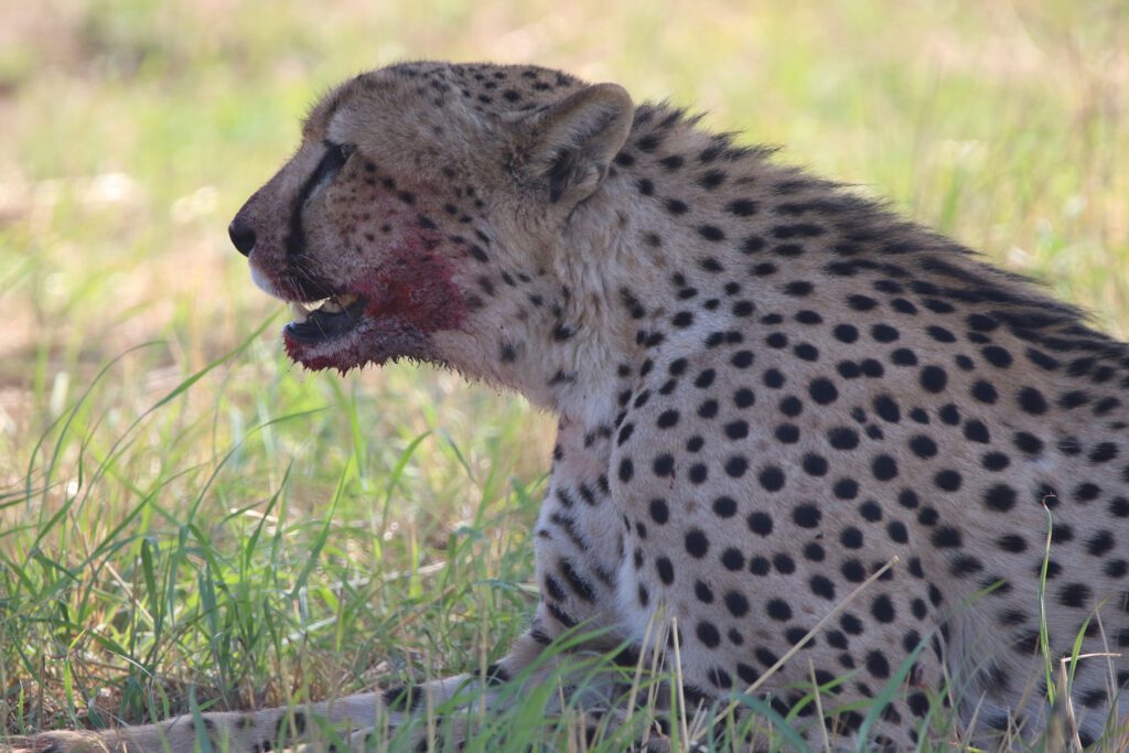 Safari Plains Guide News December Safari Plains Guide News December