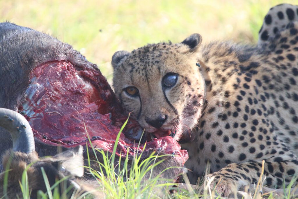 Safari Plains Guide News December Safari Plains Guide News December