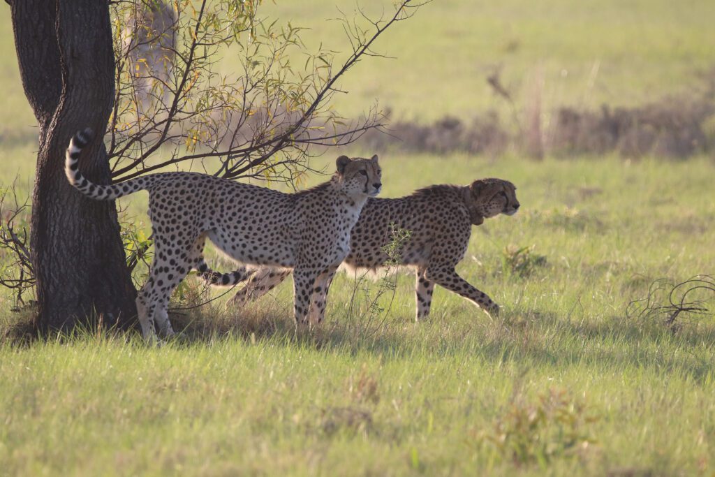 Safari Plains Guide News December Safari Plains Guide News December