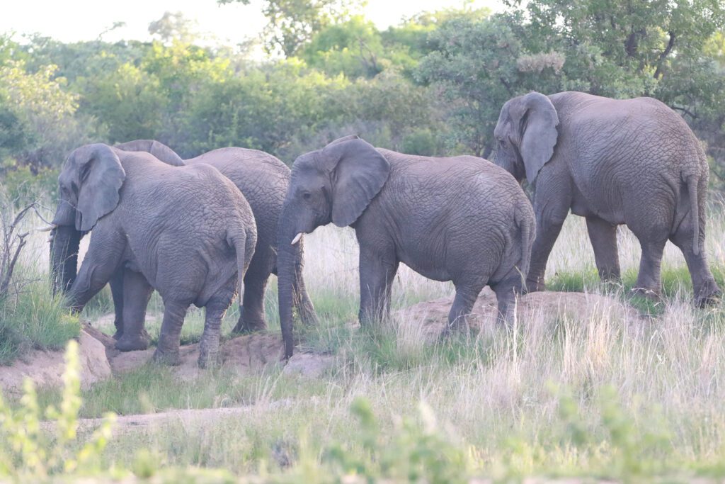 Safari Plains Guide News December Safari Plains Guide News December