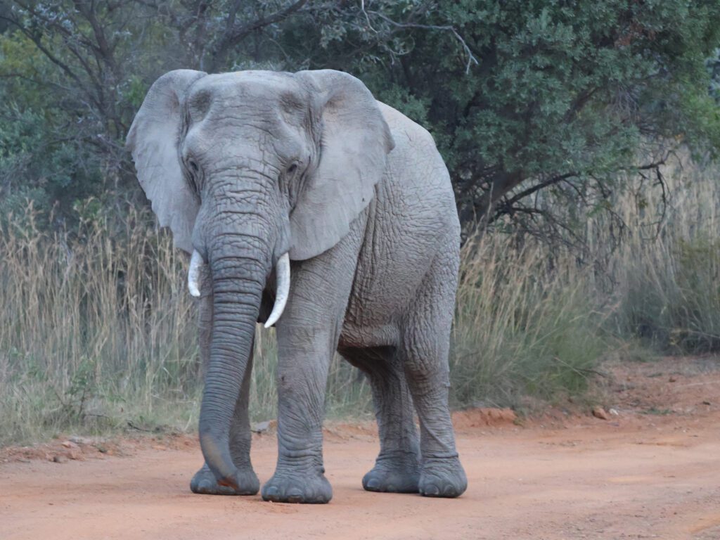 Safari Plains Guide News December Safari Plains Guide News December