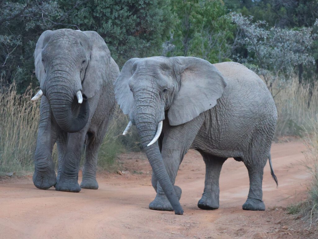 Safari Plains Guide News December Safari Plains Guide News December