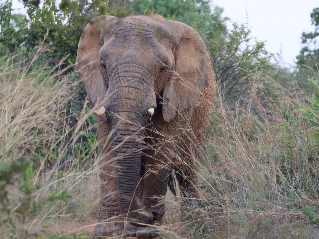 Safari Plains Guide News December Safari Plains Guide News December