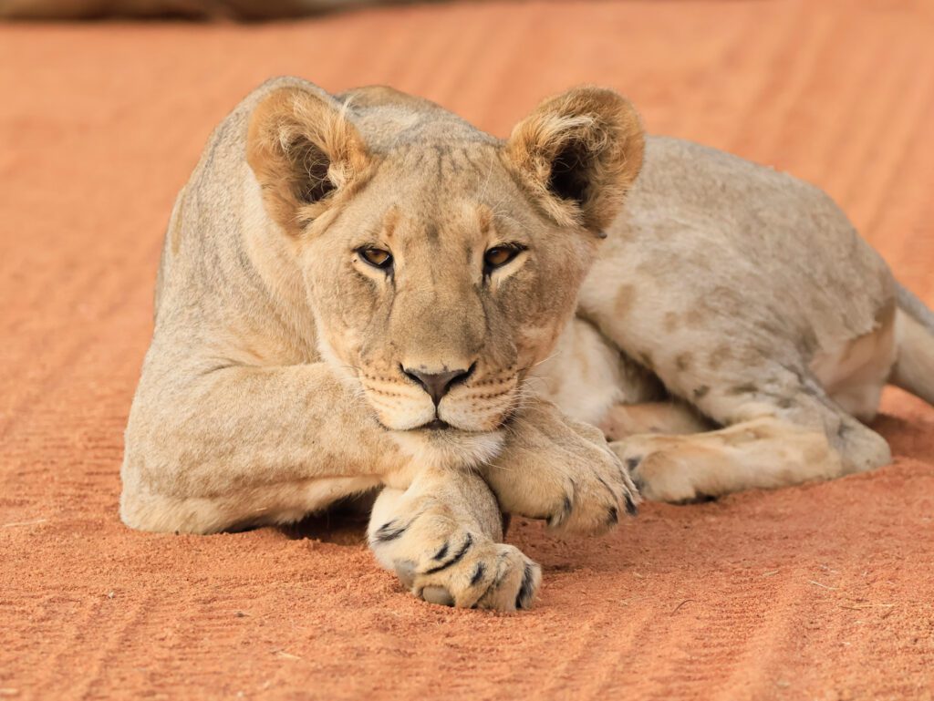 Safari Plains Guide News December Safari Plains Guide News December