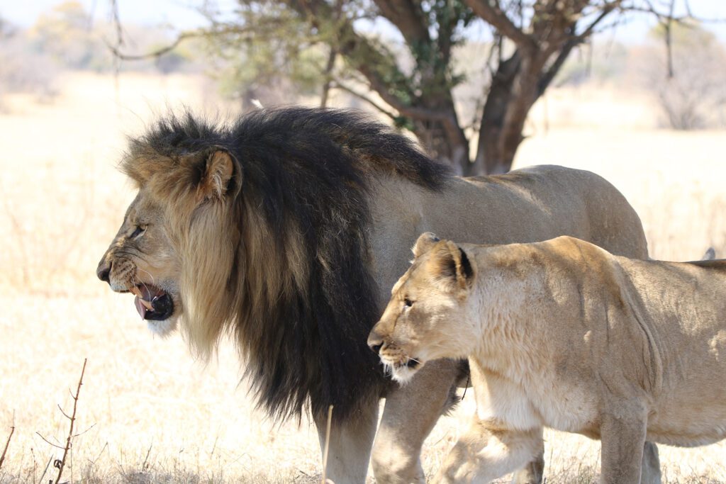 Safari Plains Guide News December Safari Plains Guide News December