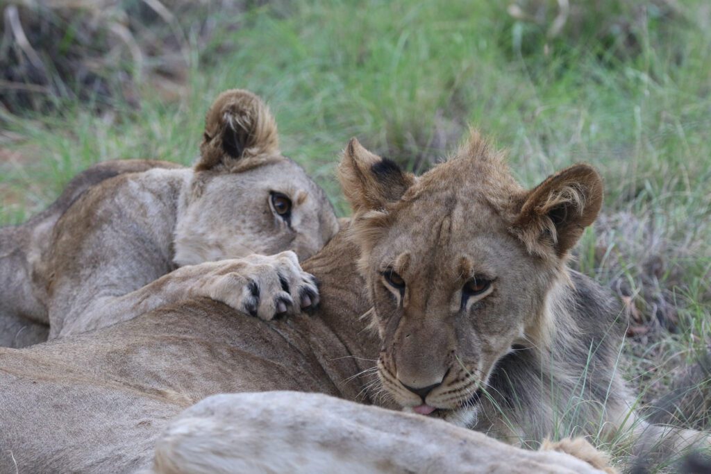 Safari Plains Guide News December Safari Plains Guide News December