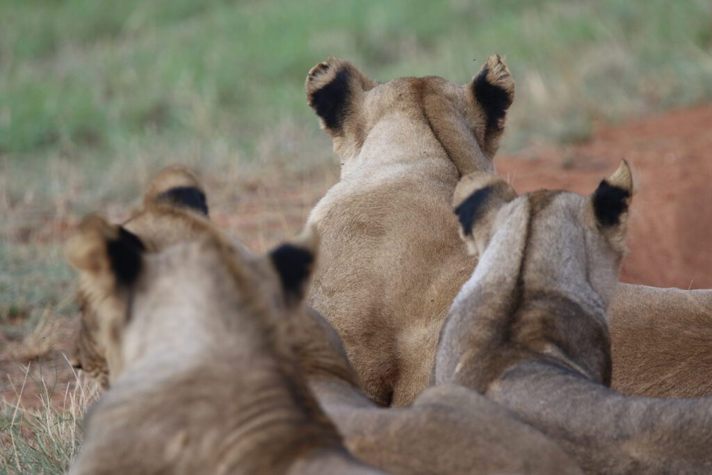 Safari Plains Guide News December Safari Plains Guide News December