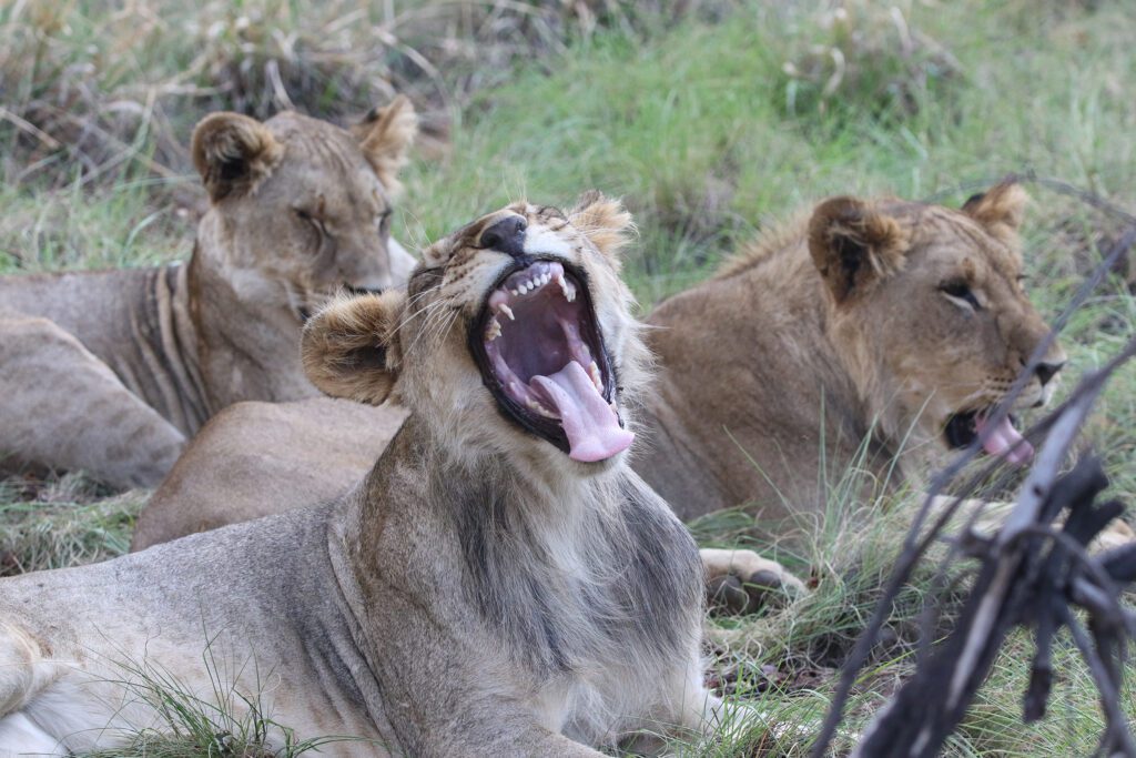 Safari Plains Guide News December Safari Plains Guide News December