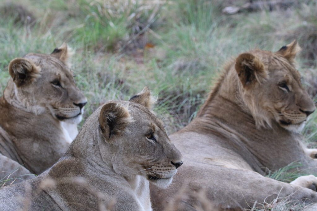 Safari Plains Guide News December Safari Plains Guide News December