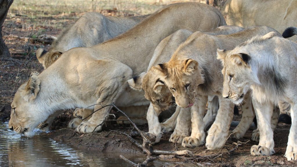 Safari Plains Guide News December Safari Plains Guide News December
