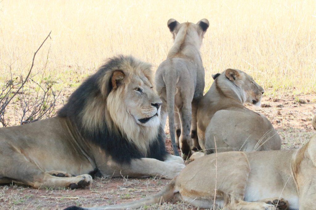 Safari Plains Guide News December Safari Plains Guide News December