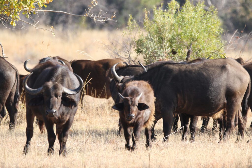 Safari Plains Guide News December Safari Plains Guide News December
