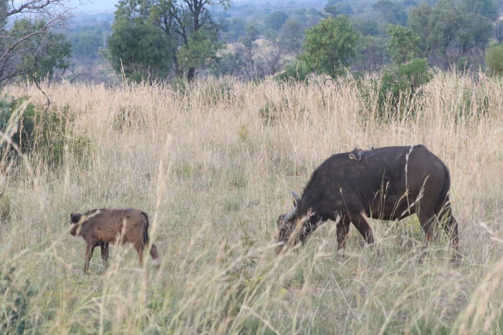 Safari Plains Guide News December Safari Plains Guide News December