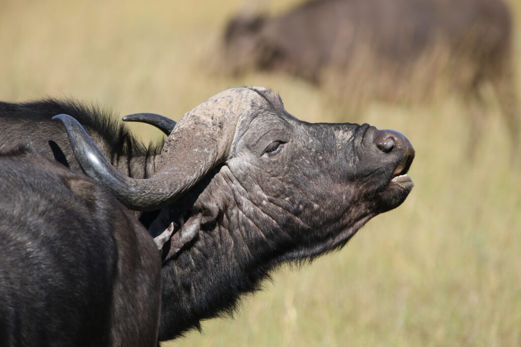 Safari Plains Guide News December Safari Plains Guide News December