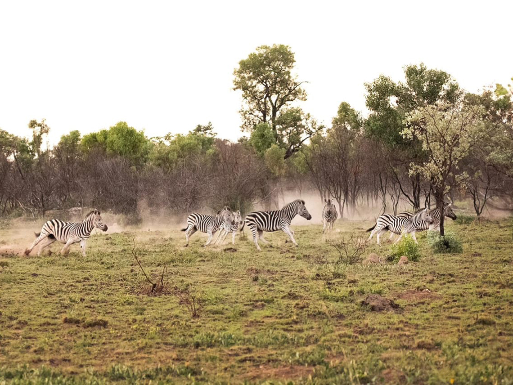 Mabula Guides News June Zebras running