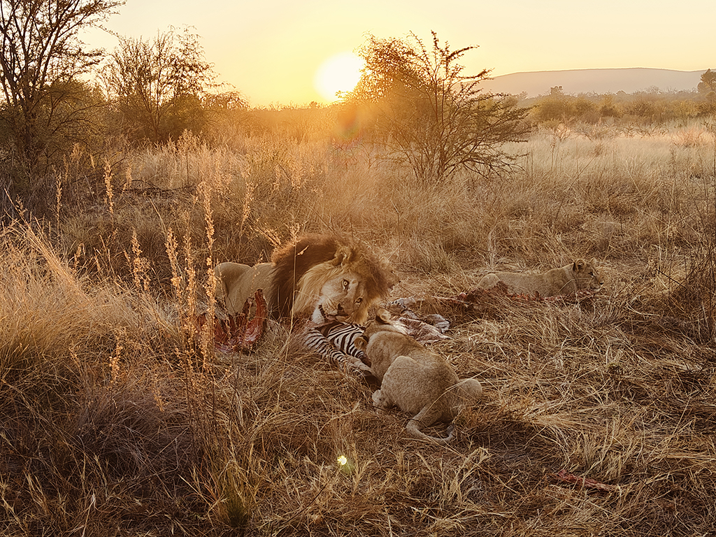Mabula Guides News June lions eating