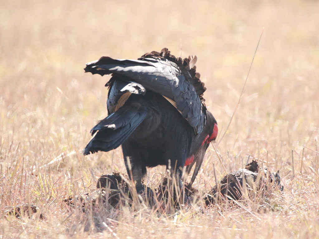 Safari Plains Guides News June ()