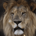 Safari Plains News November