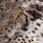 Safari Plains News December